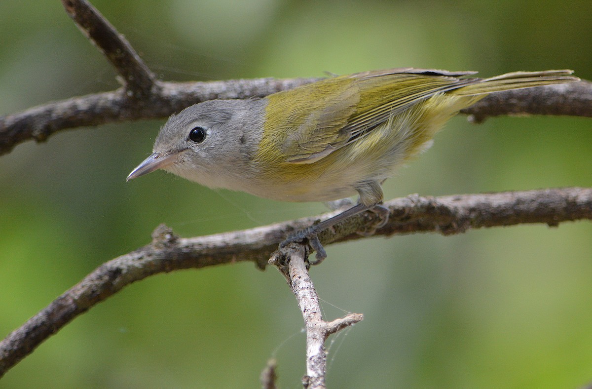 Lesser Greenlet - Jorge Dangel