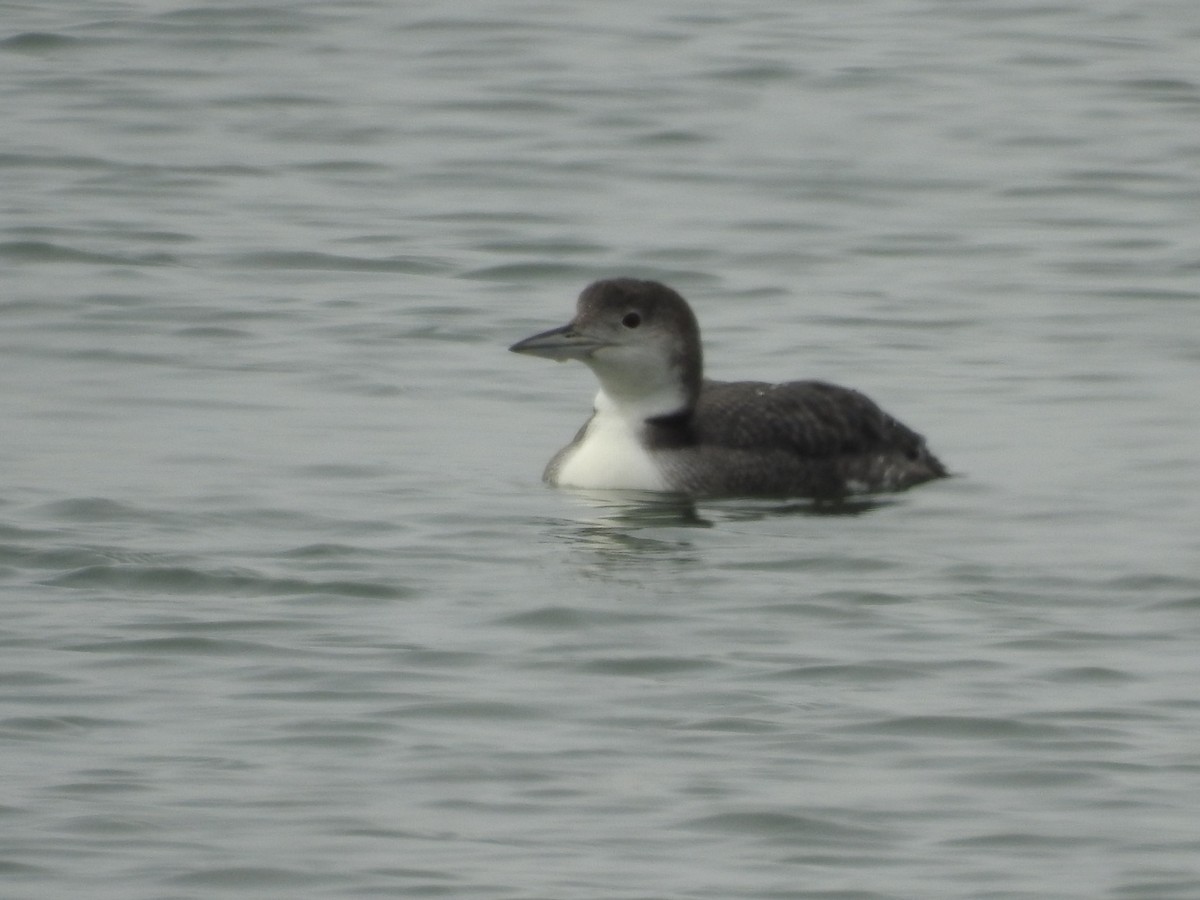 Common Loon - ML92473451