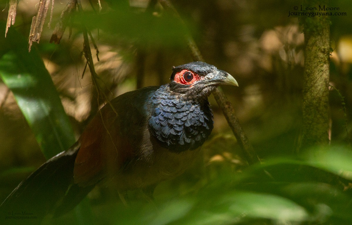 Rufous-winged Ground-Cuckoo - ML92473831