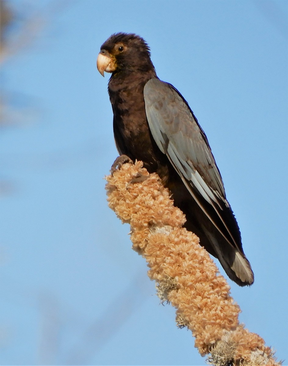 Lesser Vasa Parrot - Peter Zika
