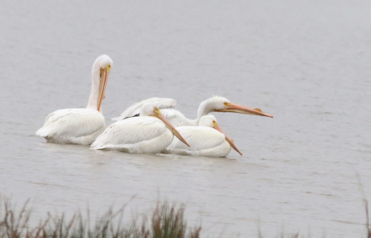 American White Pelican - ML92476281