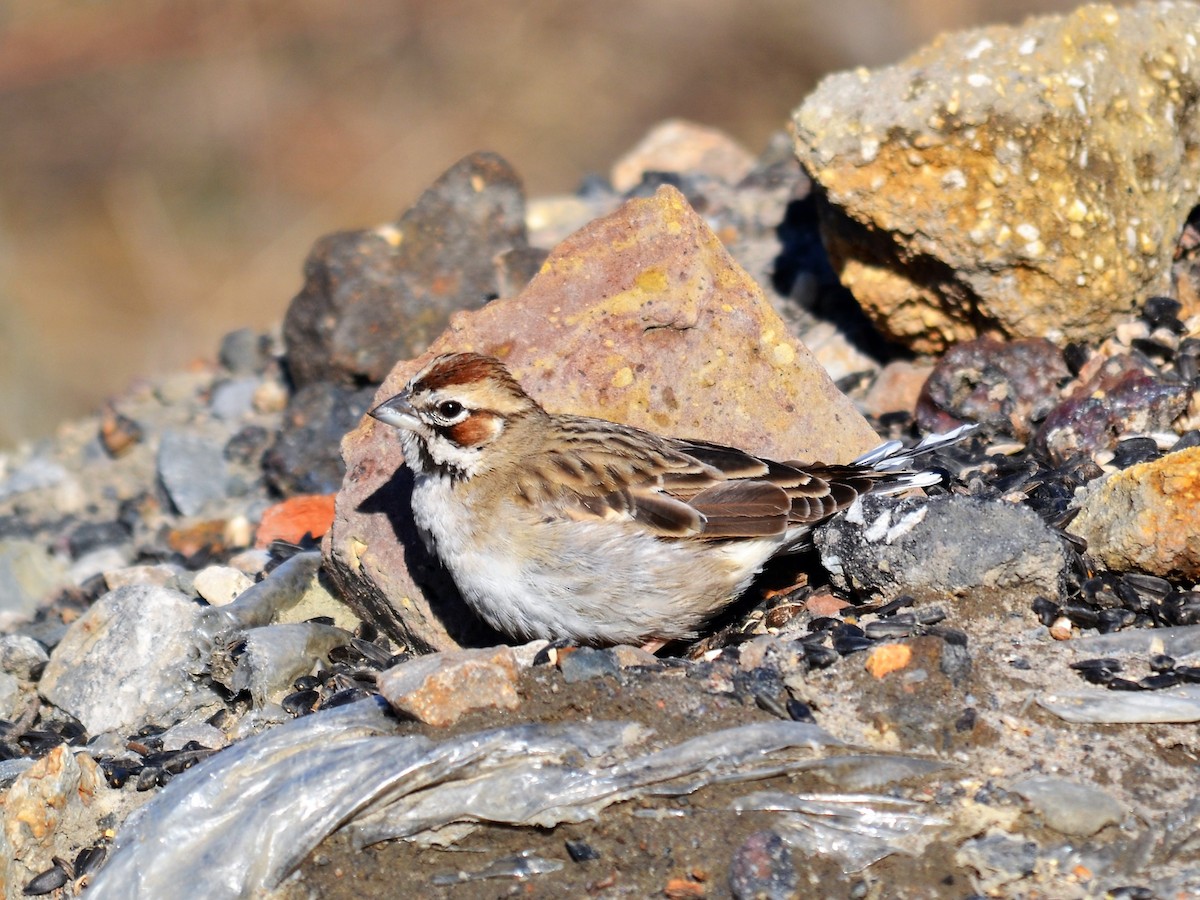 Lark Sparrow - ML92479991