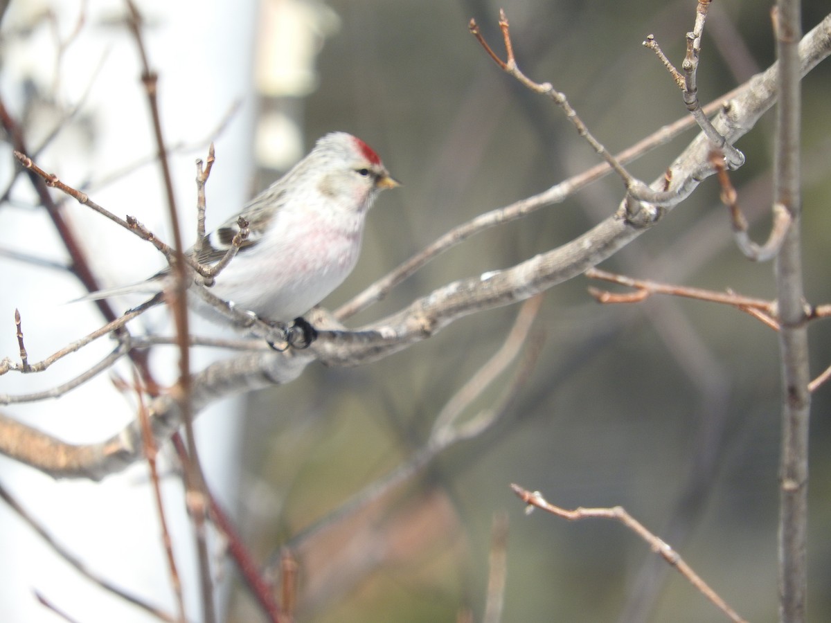 Hoary Redpoll - ML92480131