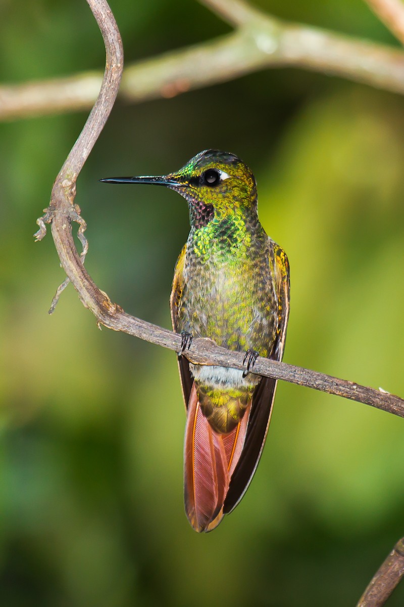 kolibřík brazilský - ML92480161