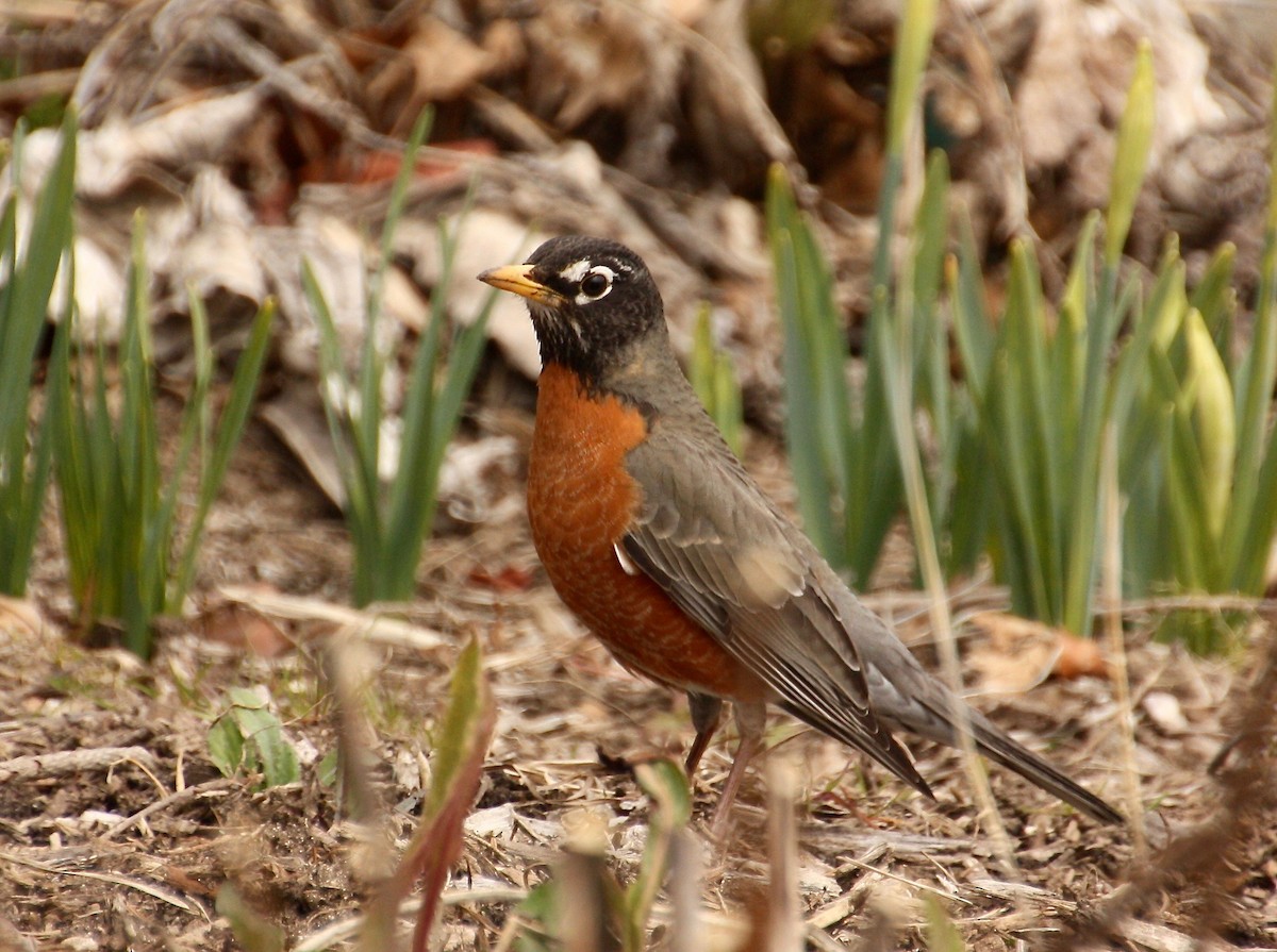 American Robin - ML92480391