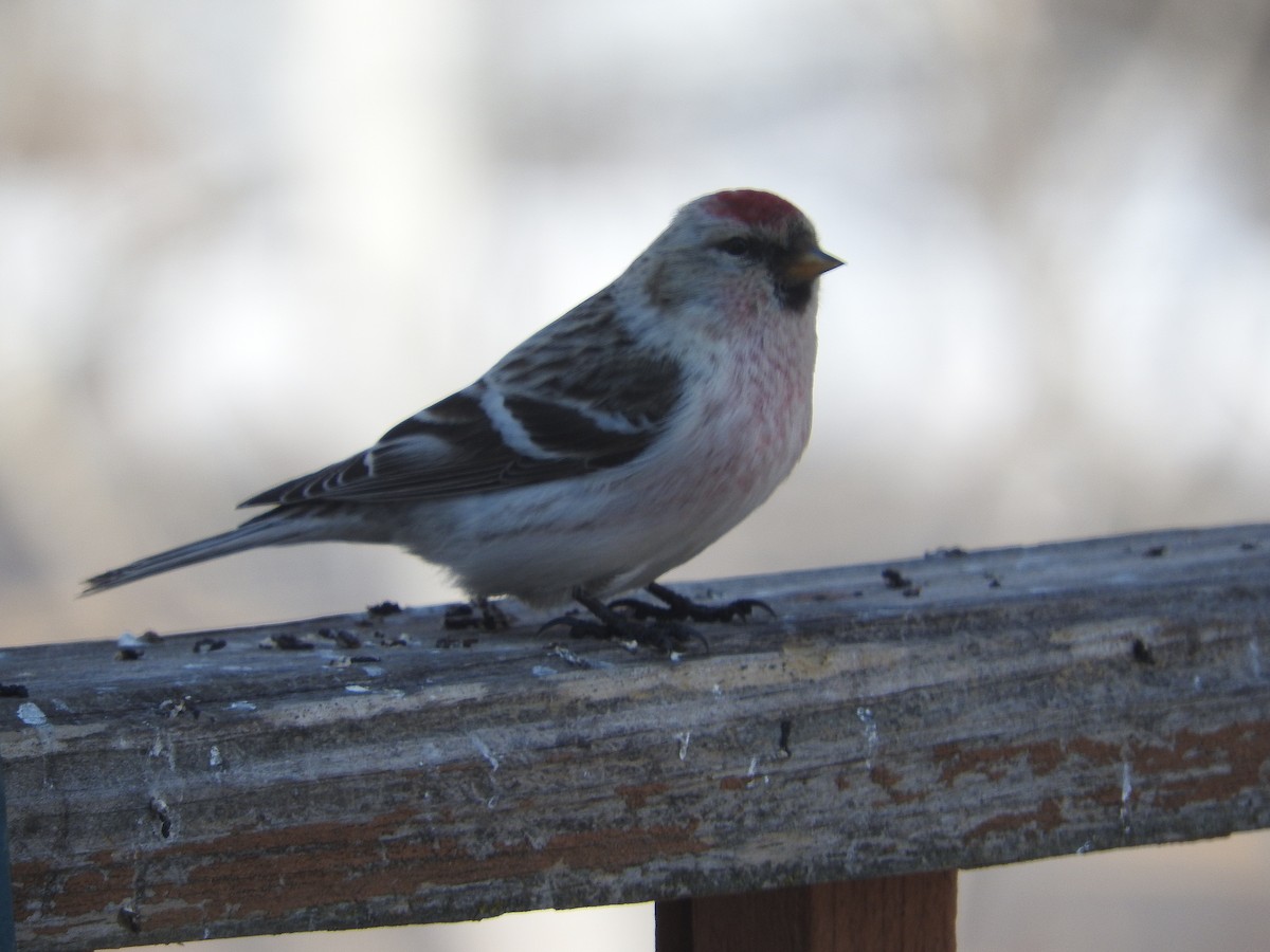 Hoary Redpoll - ML92480981