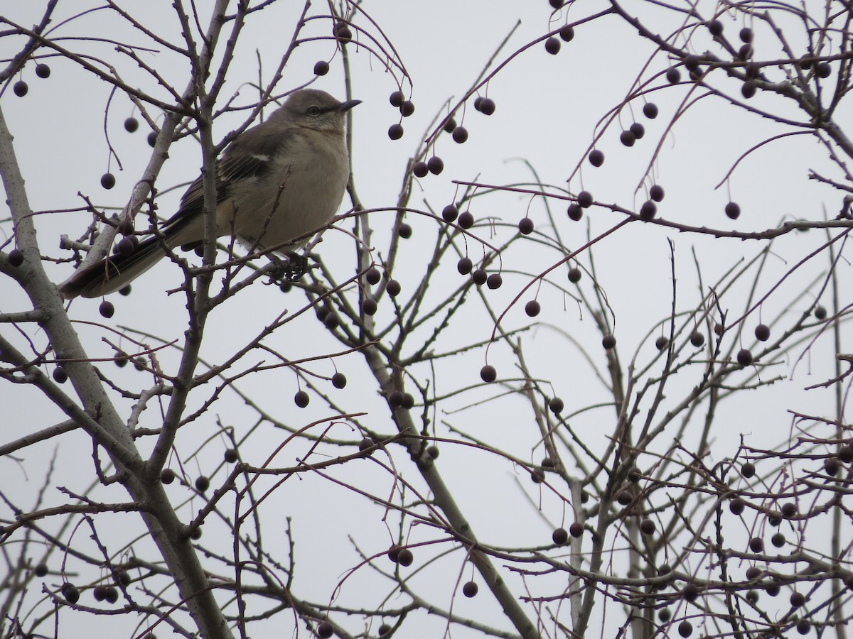 Northern Mockingbird - ML92481391