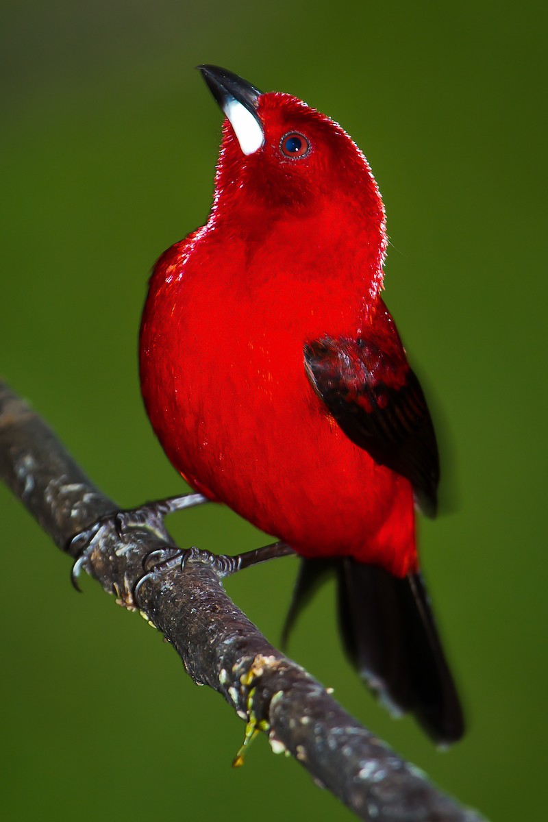 Brazilian Tanager - graichen & recer