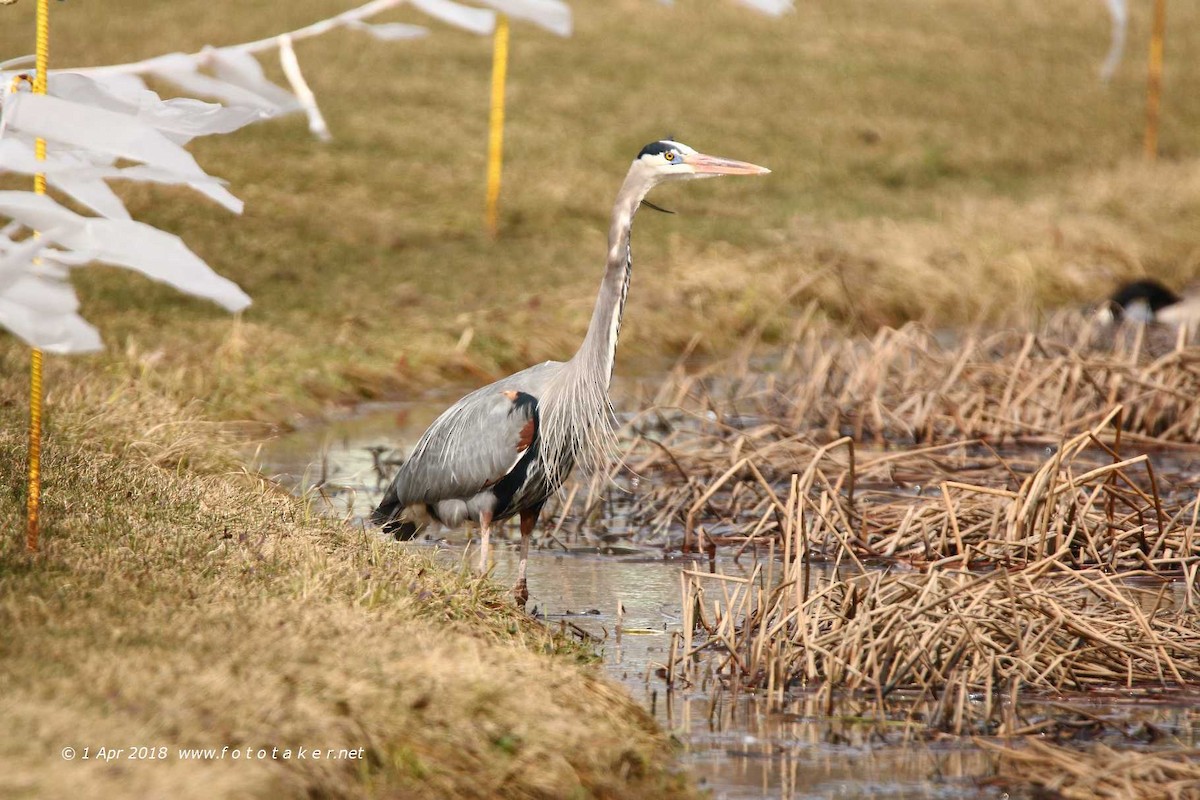 Great Blue Heron - ML92482271