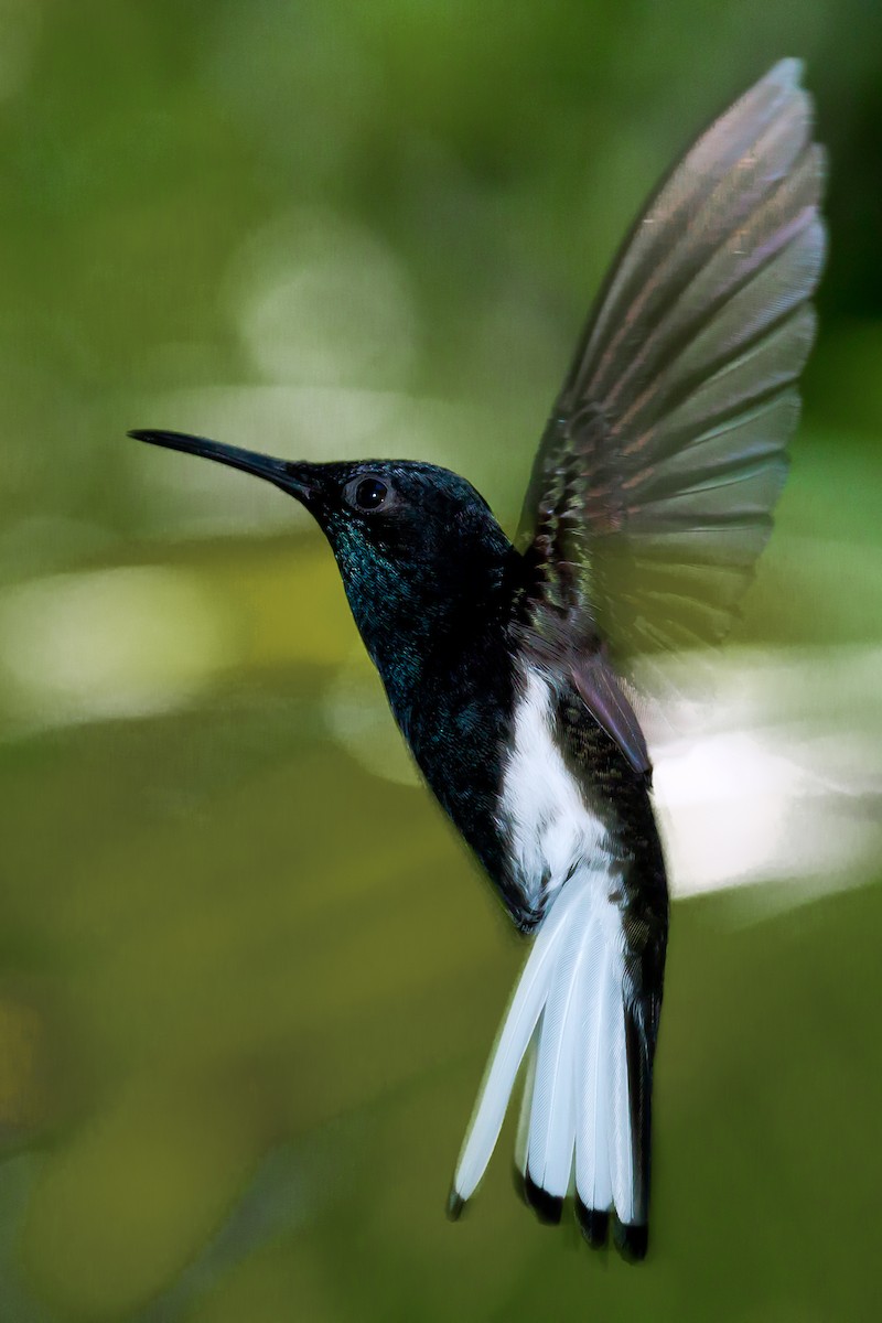 kolibřík černobílý - ML92484151