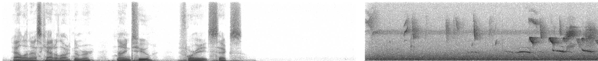 Uniform Antshrike - ML92486