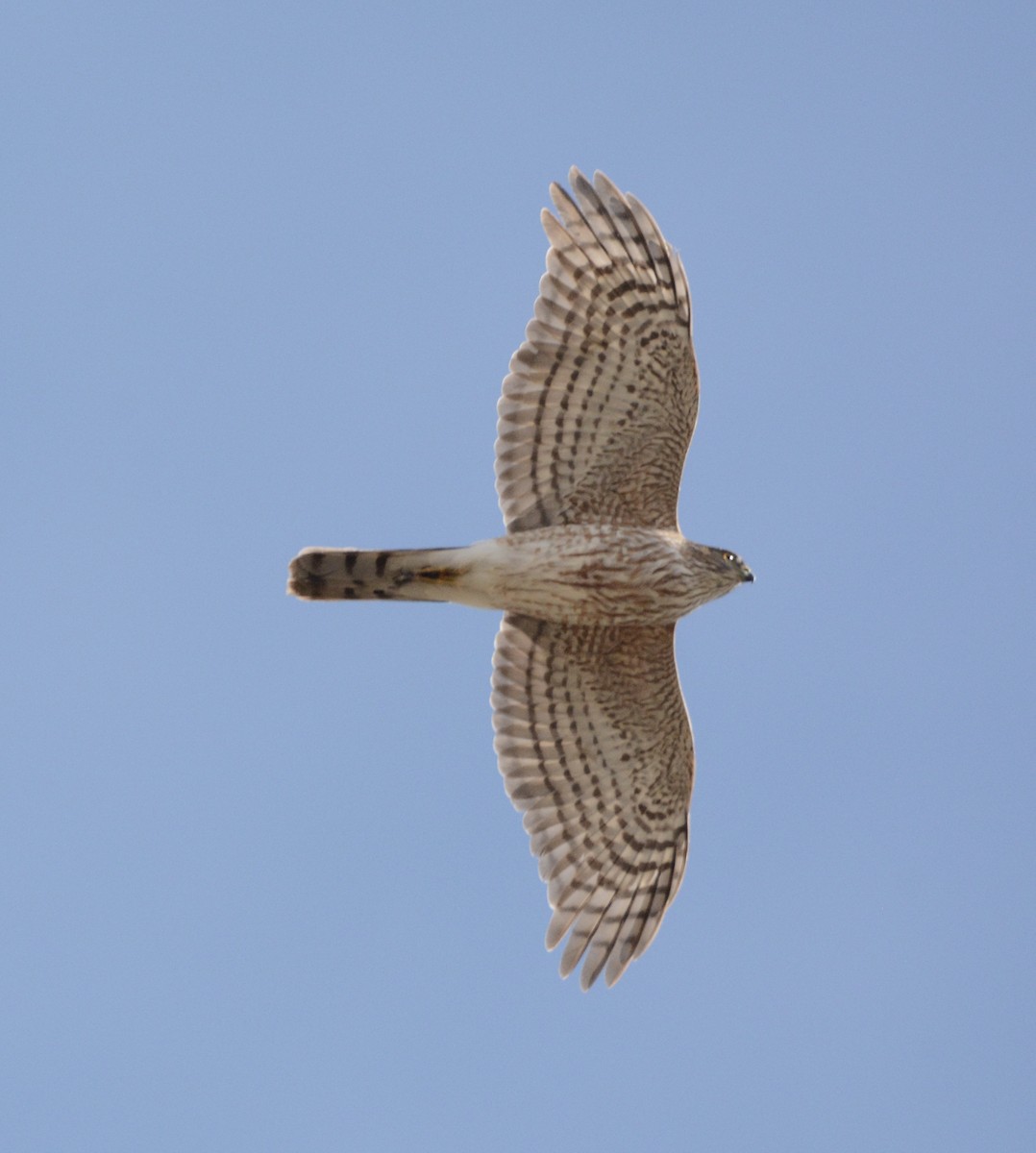 Sharp-shinned Hawk - ML92487571