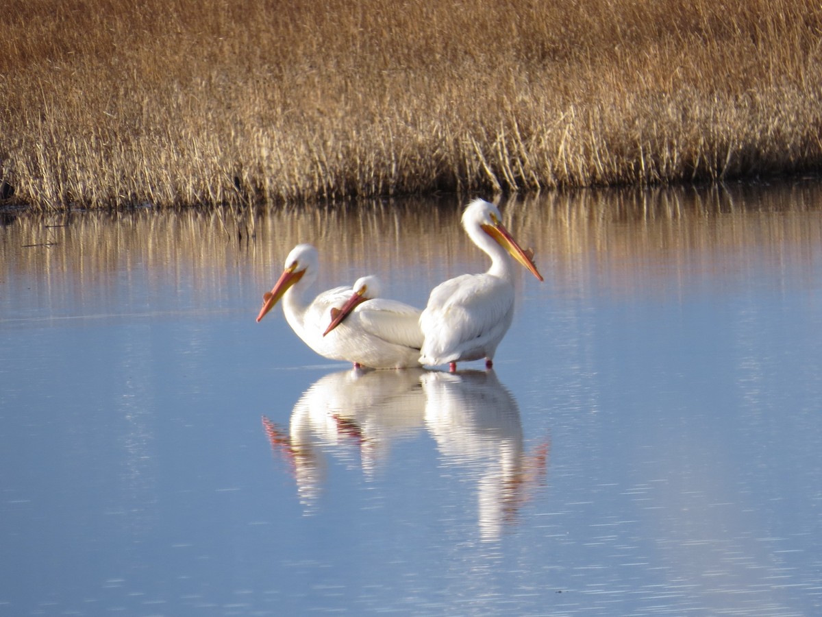 American White Pelican - ML92487821