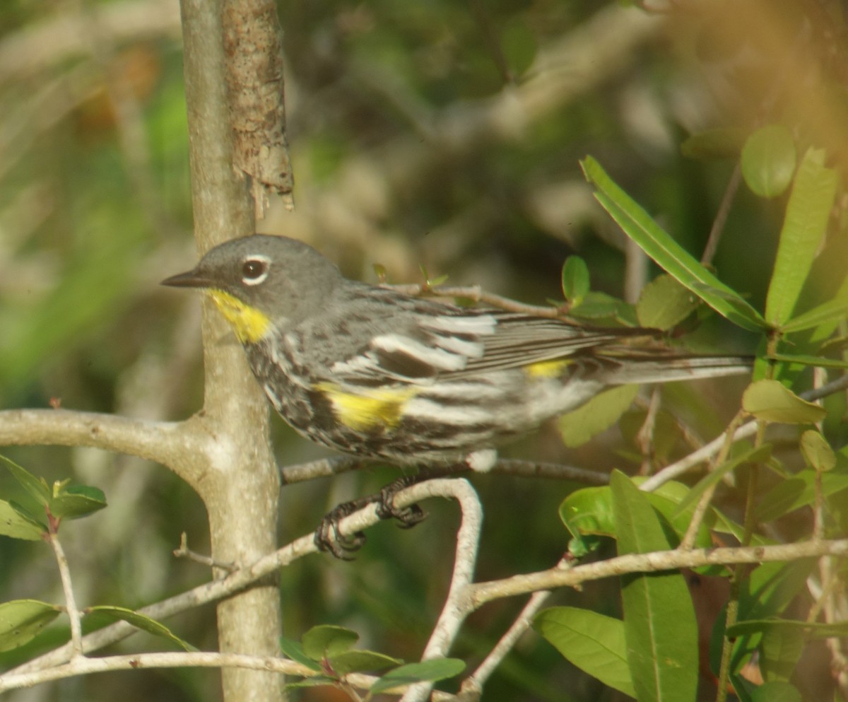 Yellow-rumped Warbler (Audubon's) - ML92488111