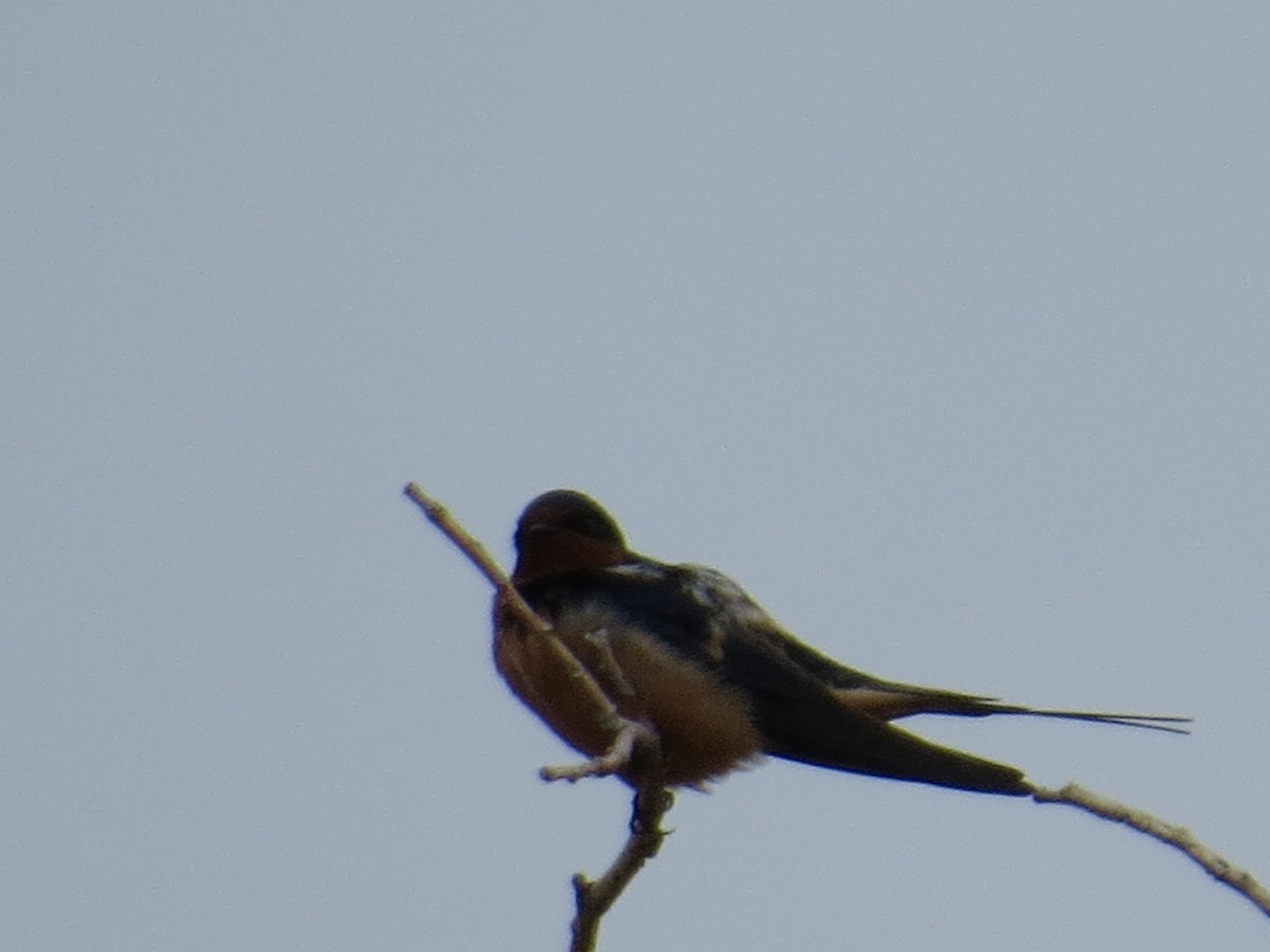 Barn Swallow - Pam Otley