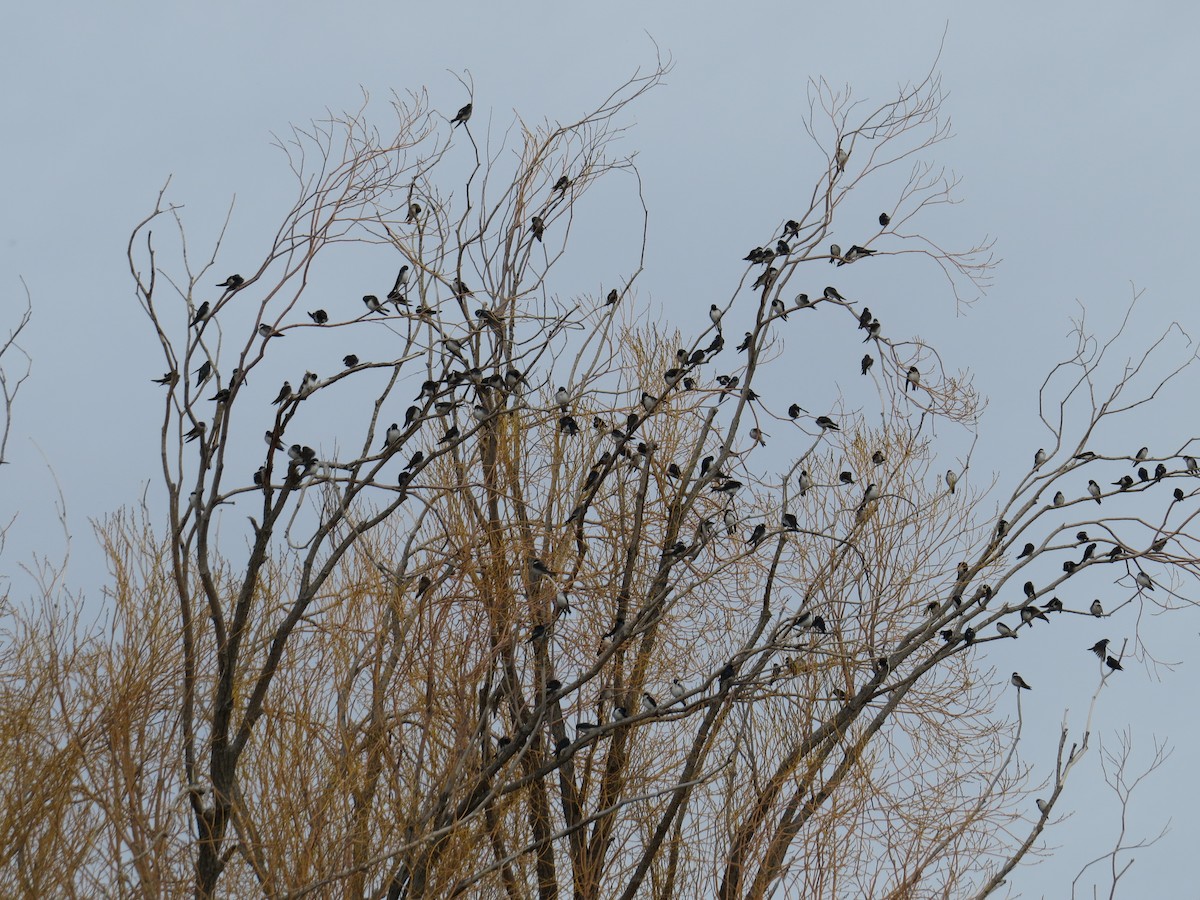 Tree Swallow - ML92488711