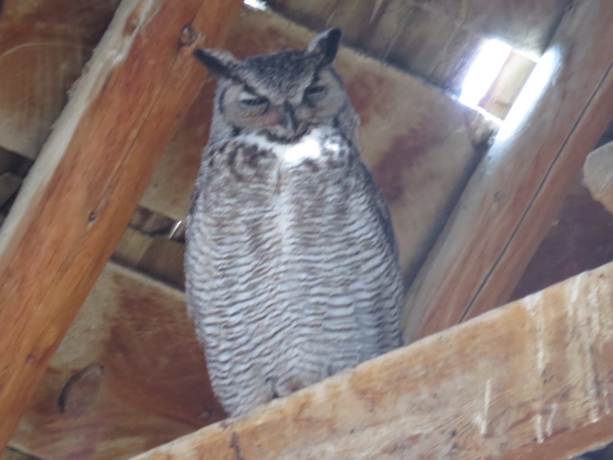 Great Horned Owl - Pam Otley