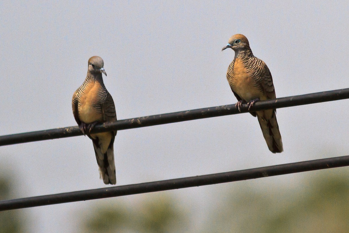 Zebra Dove - ML92489261