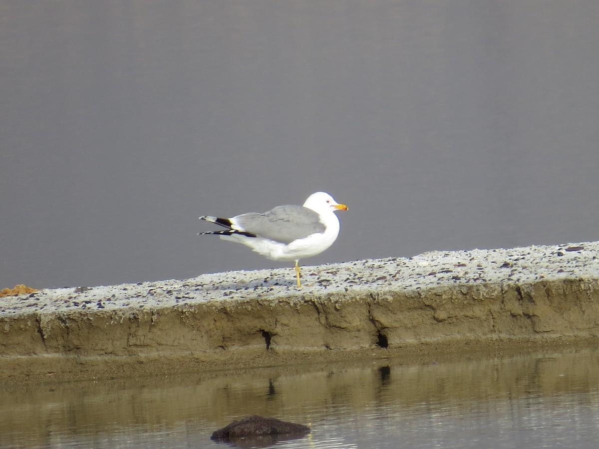 California Gull - ML92489901