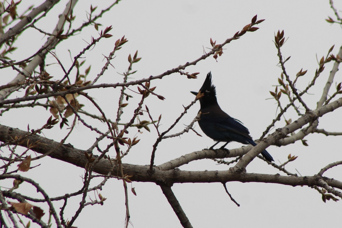 Steller's Jay - ML92490311