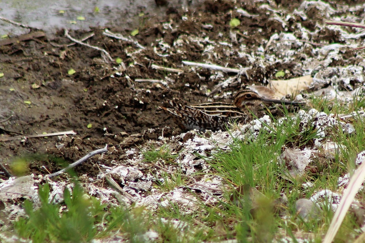 Wilson's Snipe - David Lerwill