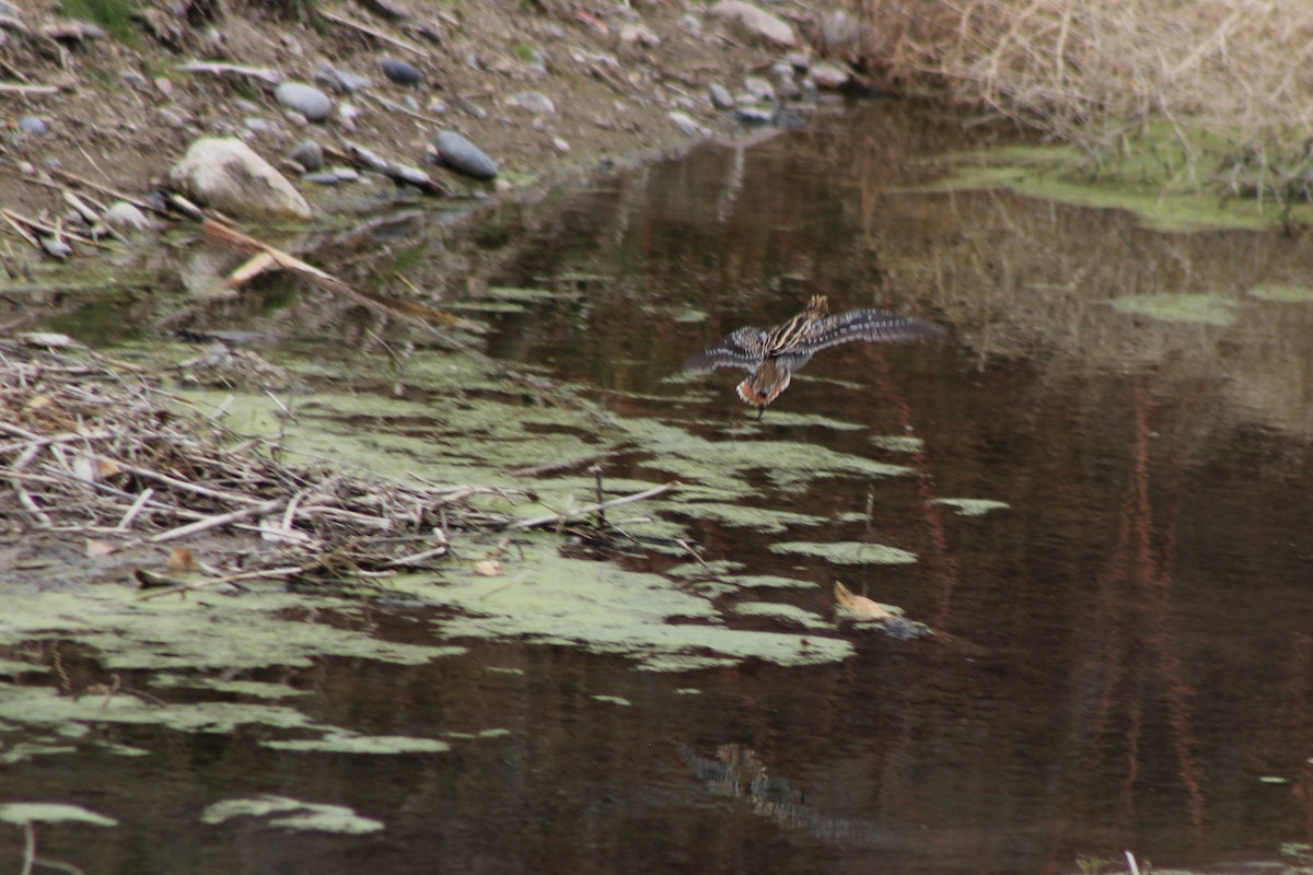 Wilson's Snipe - David Lerwill