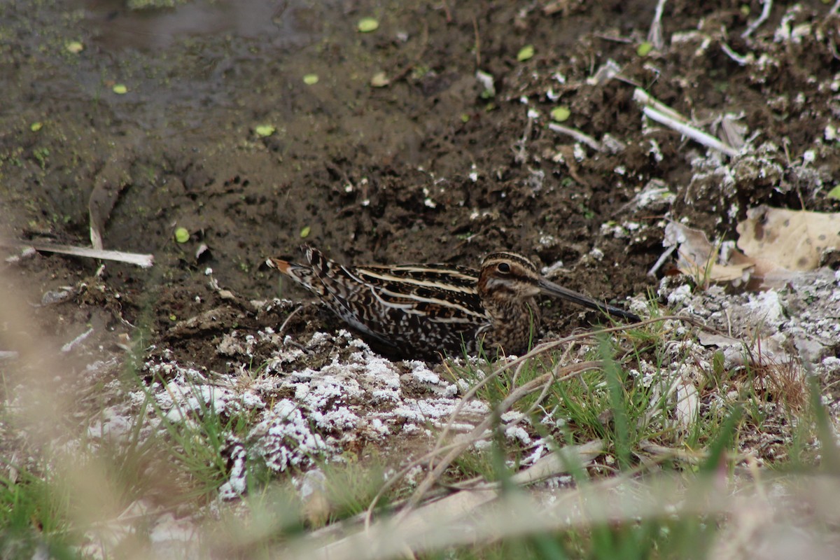 Wilson's Snipe - David Lerwill