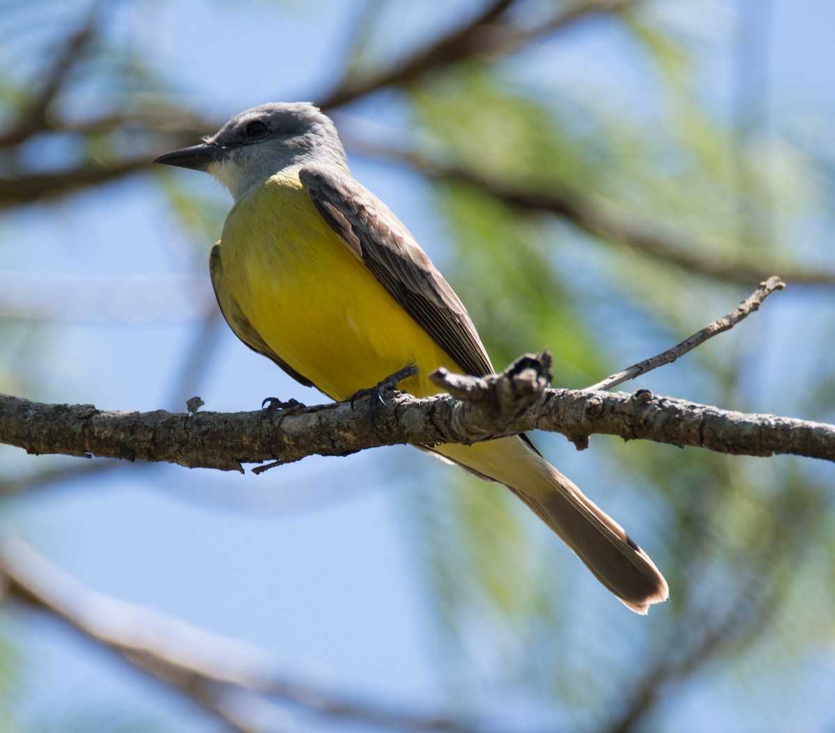 Tropical Kingbird - ML92491401