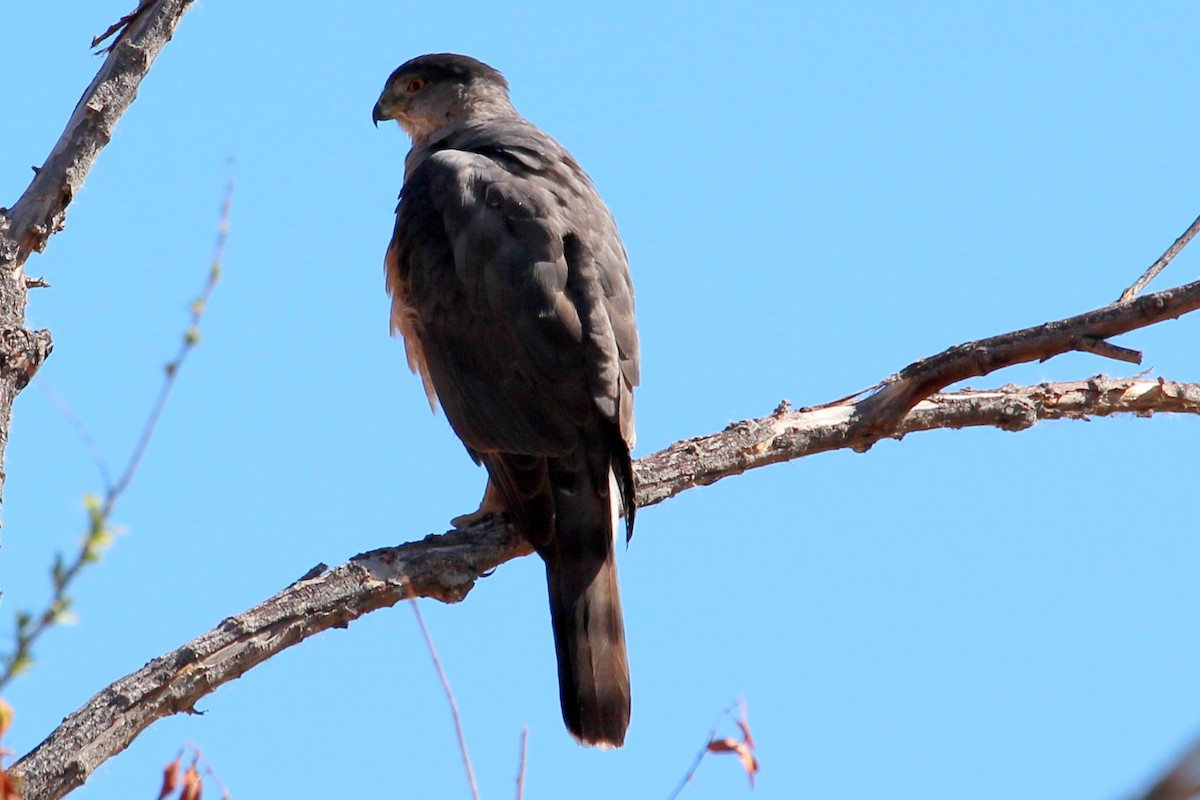 Cooper's Hawk - ML92491681