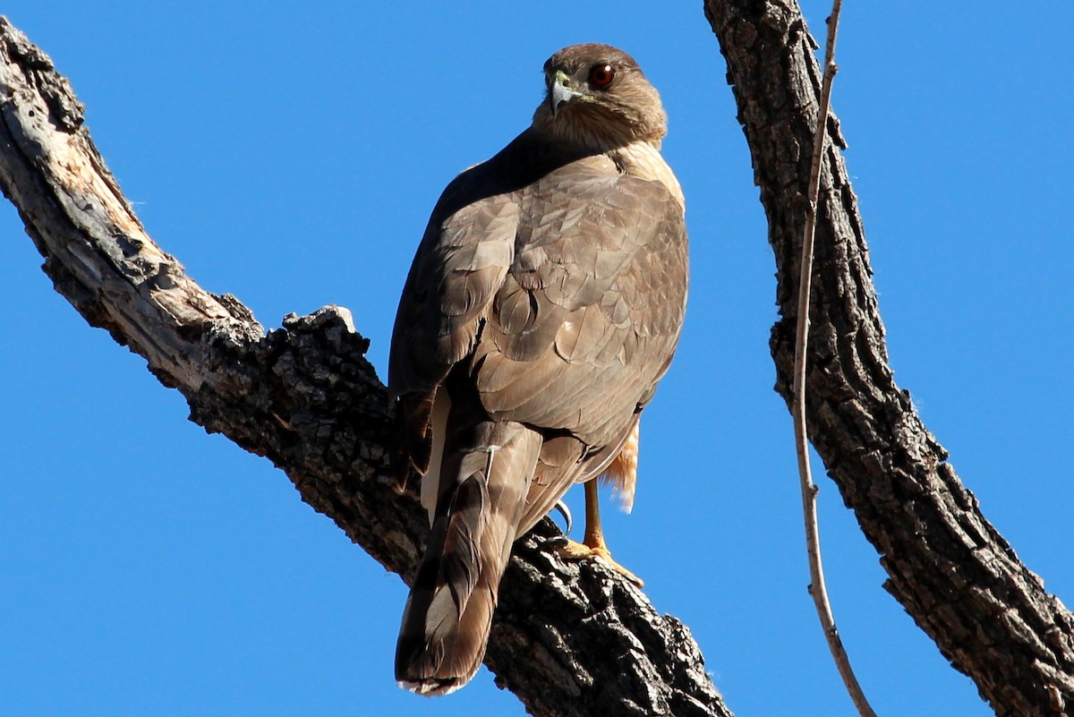 Cooper's Hawk - ML92491761