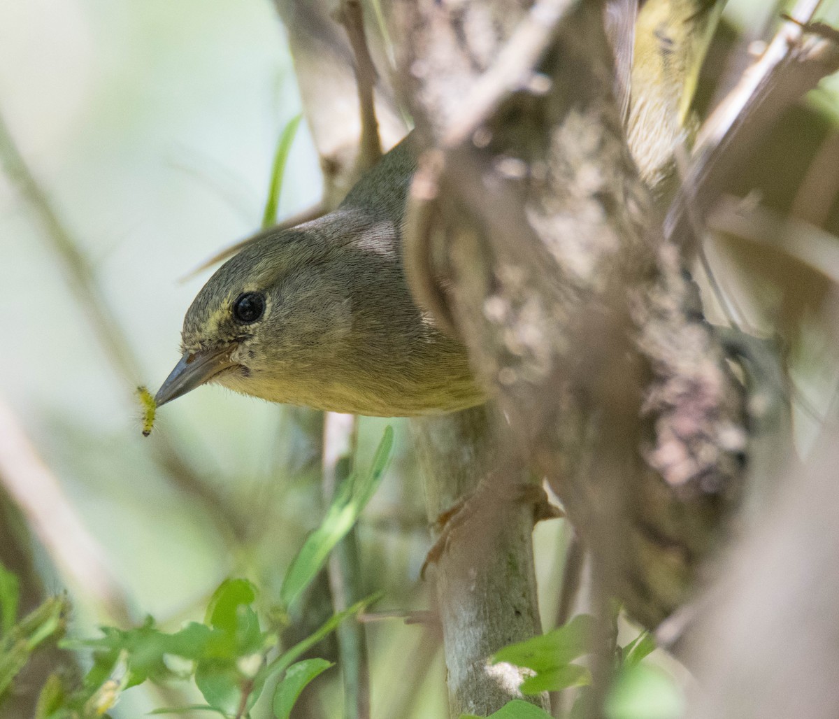 Orange-crowned Warbler - ML92492611