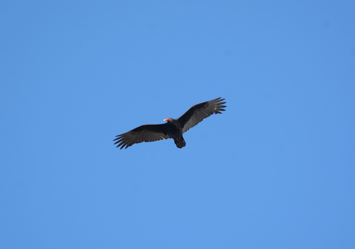 Turkey Vulture - ML92492661