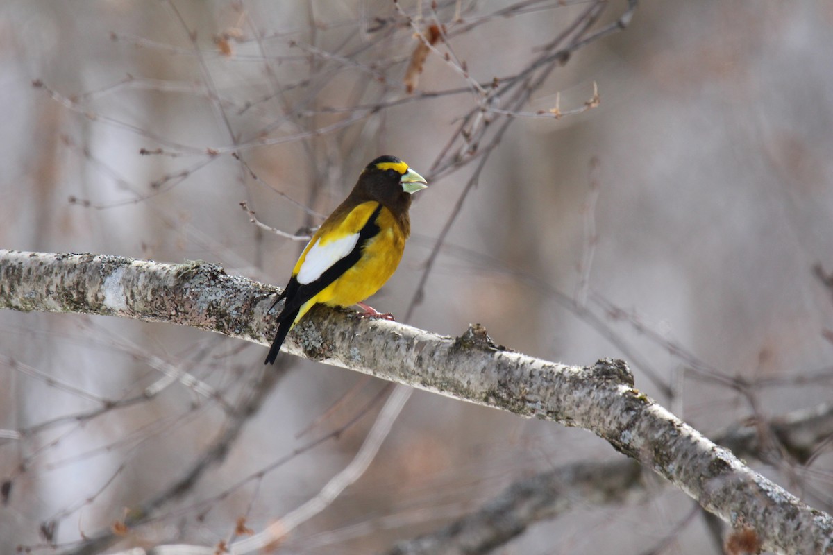 Evening Grosbeak - ML92494951