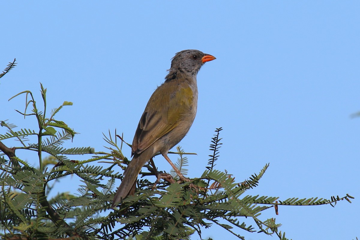 Great Pampa-Finch - ML92497041