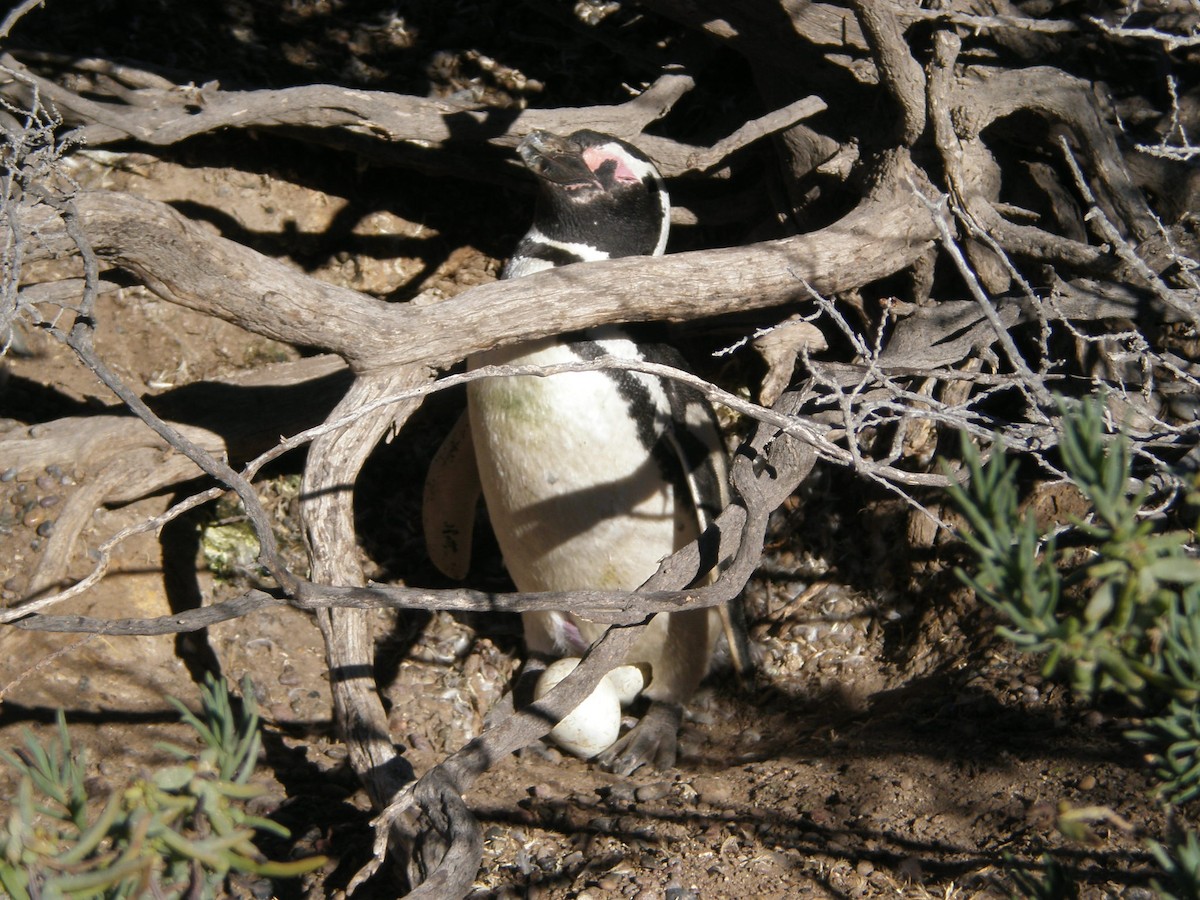 Magellanic Penguin - ML92500631