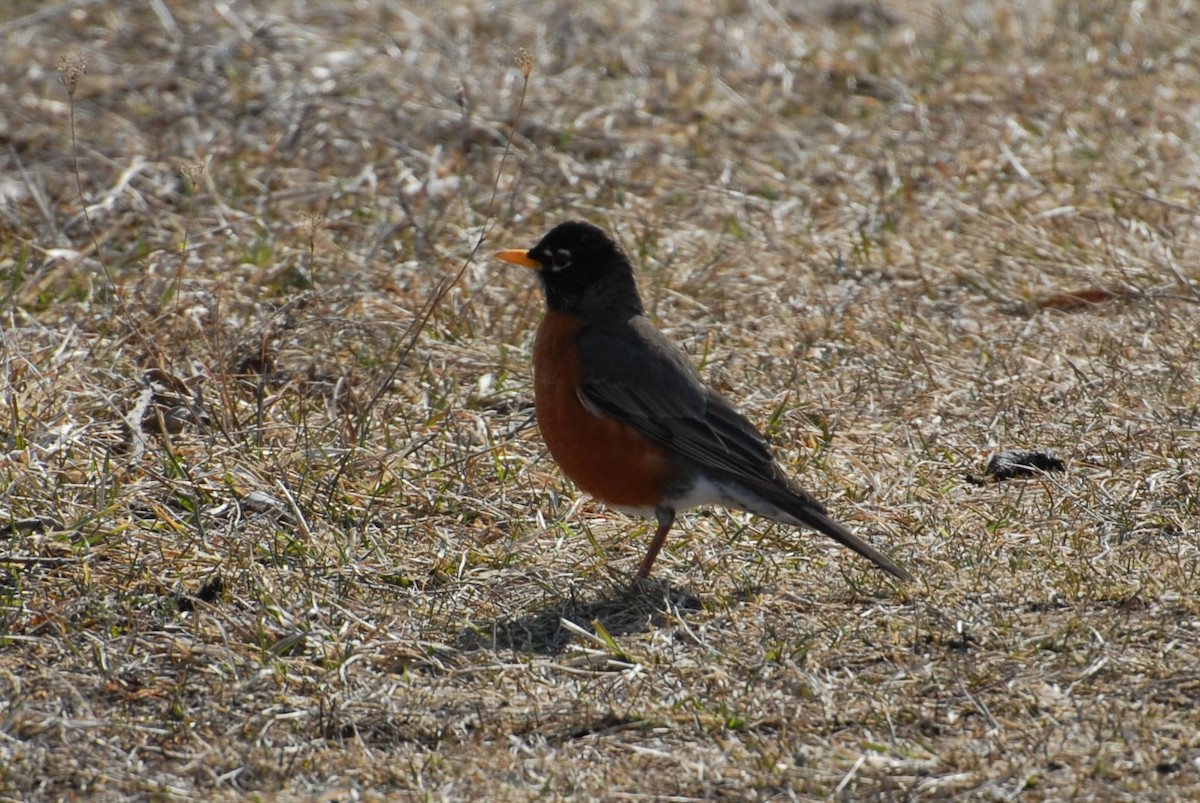 American Robin - ML92500771