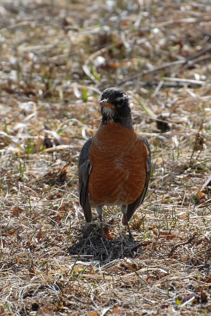 American Robin - ML92500811