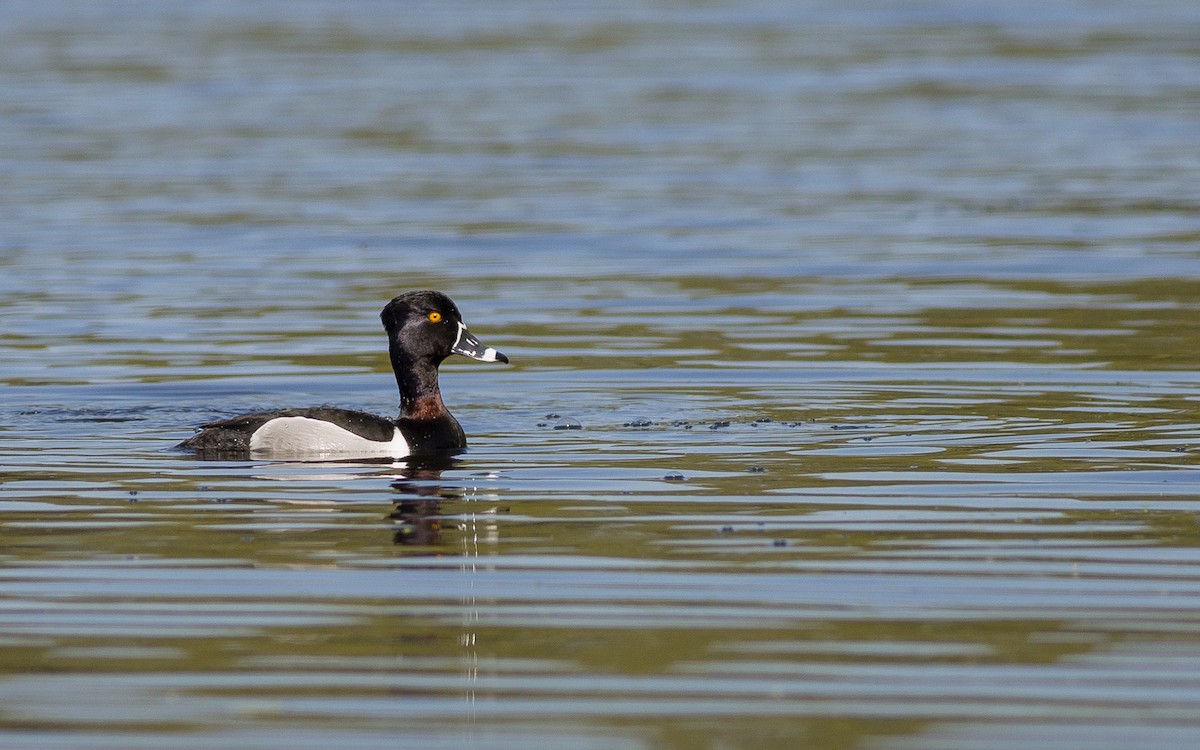 Ring-necked Duck - ML92503711
