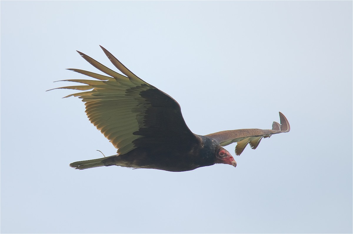 Turkey Vulture - ML92503891