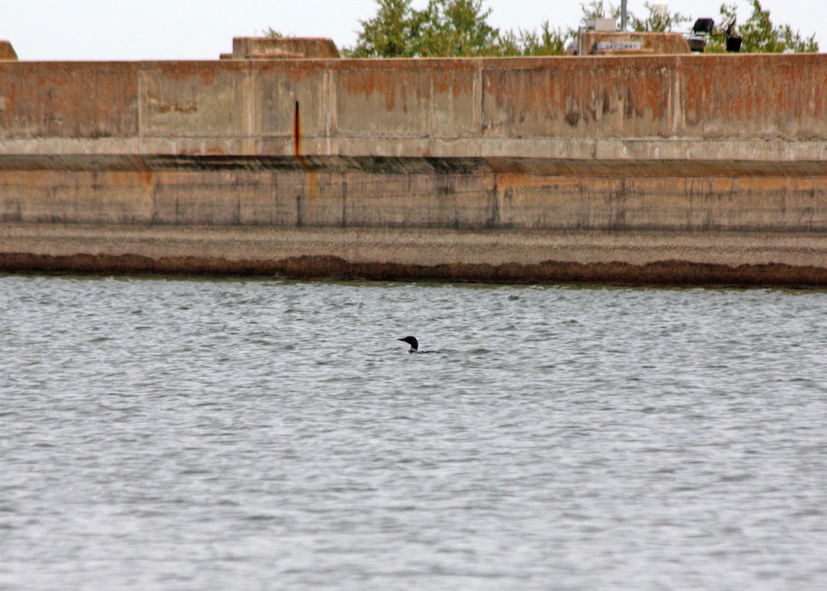 Common Loon - ML92505431