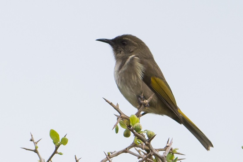 Crescent Honeyeater - ML92505911