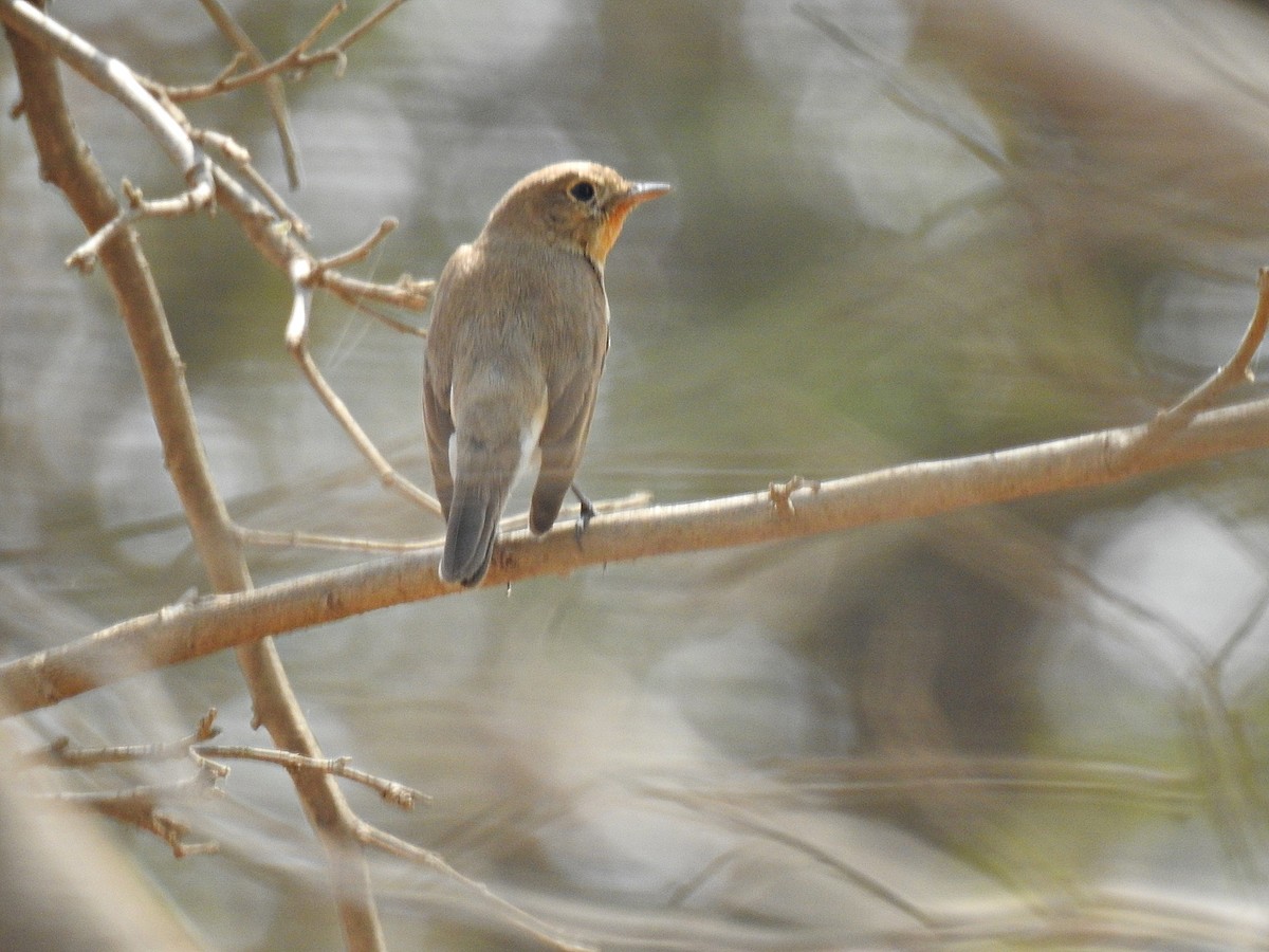 Red-breasted Flycatcher - ML92509861