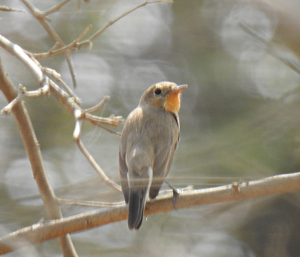 Red-breasted Flycatcher - ML92509961