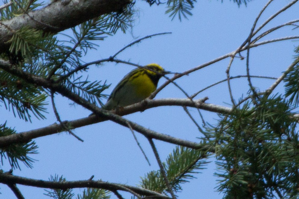 Townsend's Warbler - ML92510121