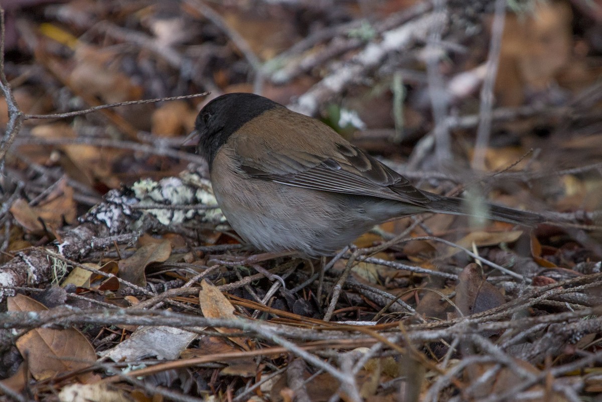 Dark-eyed Junco - ML92510191