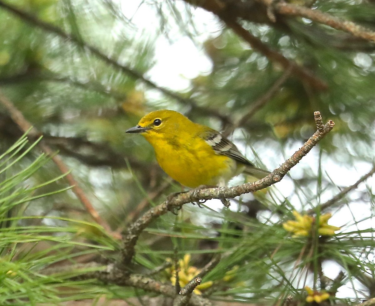 Pine Warbler - ML92511641