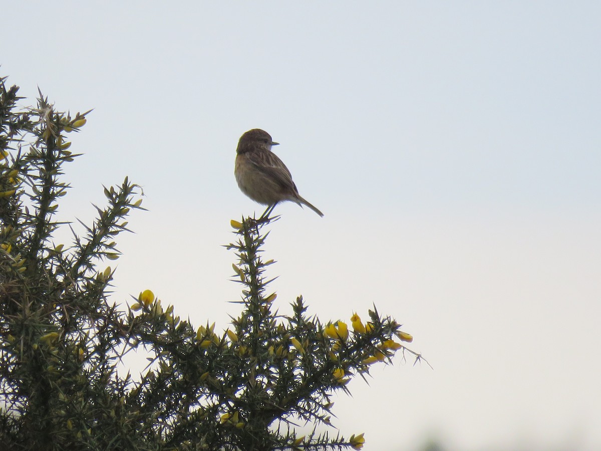 European Stonechat - ML92512171