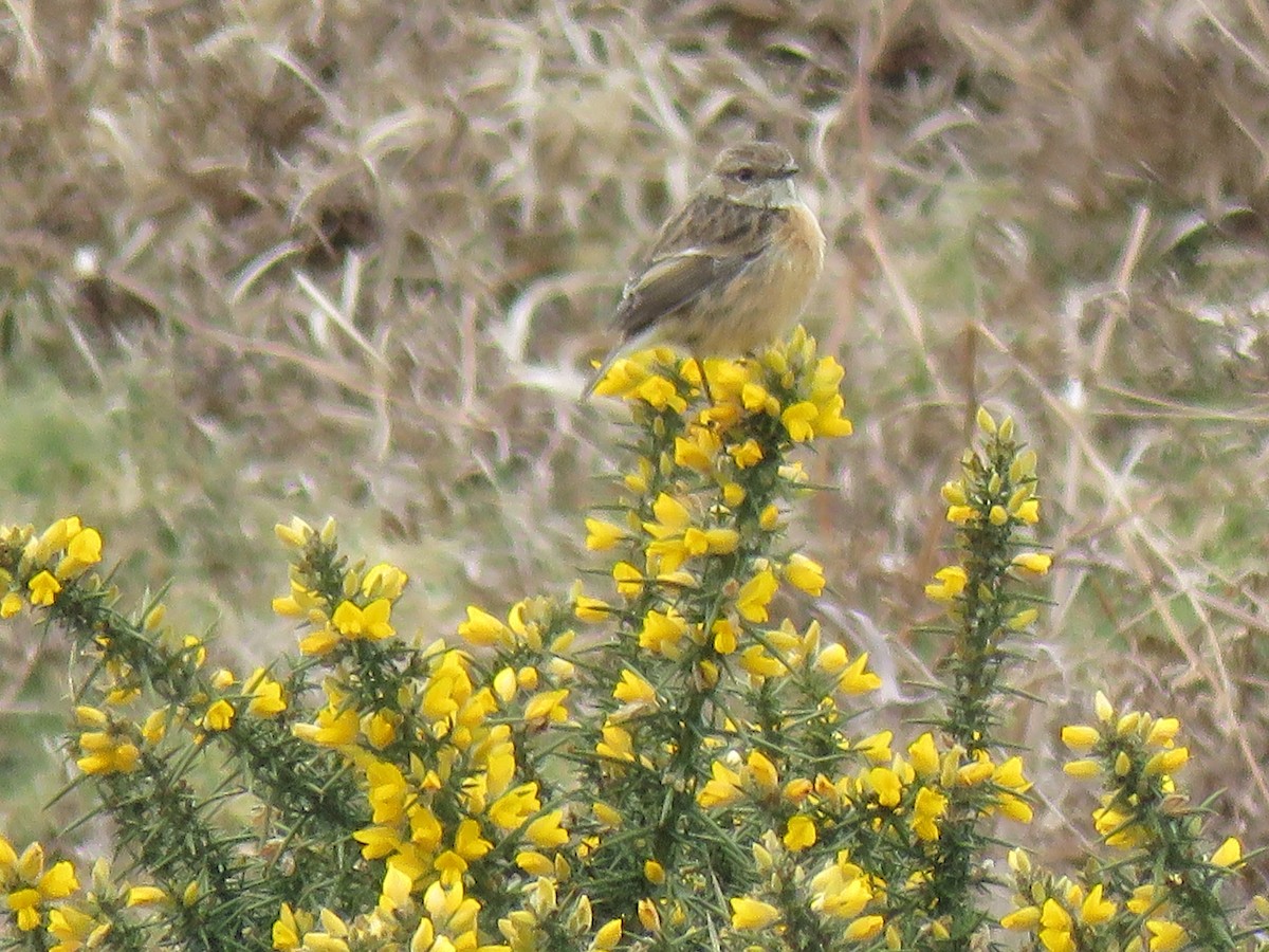 European Stonechat - Thomas Brooks