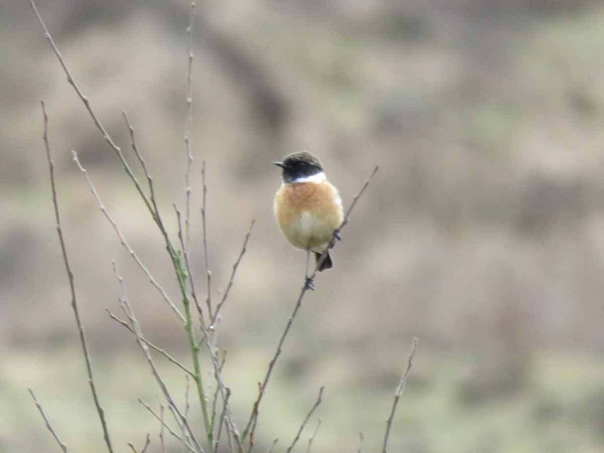 European Stonechat - Thomas Brooks