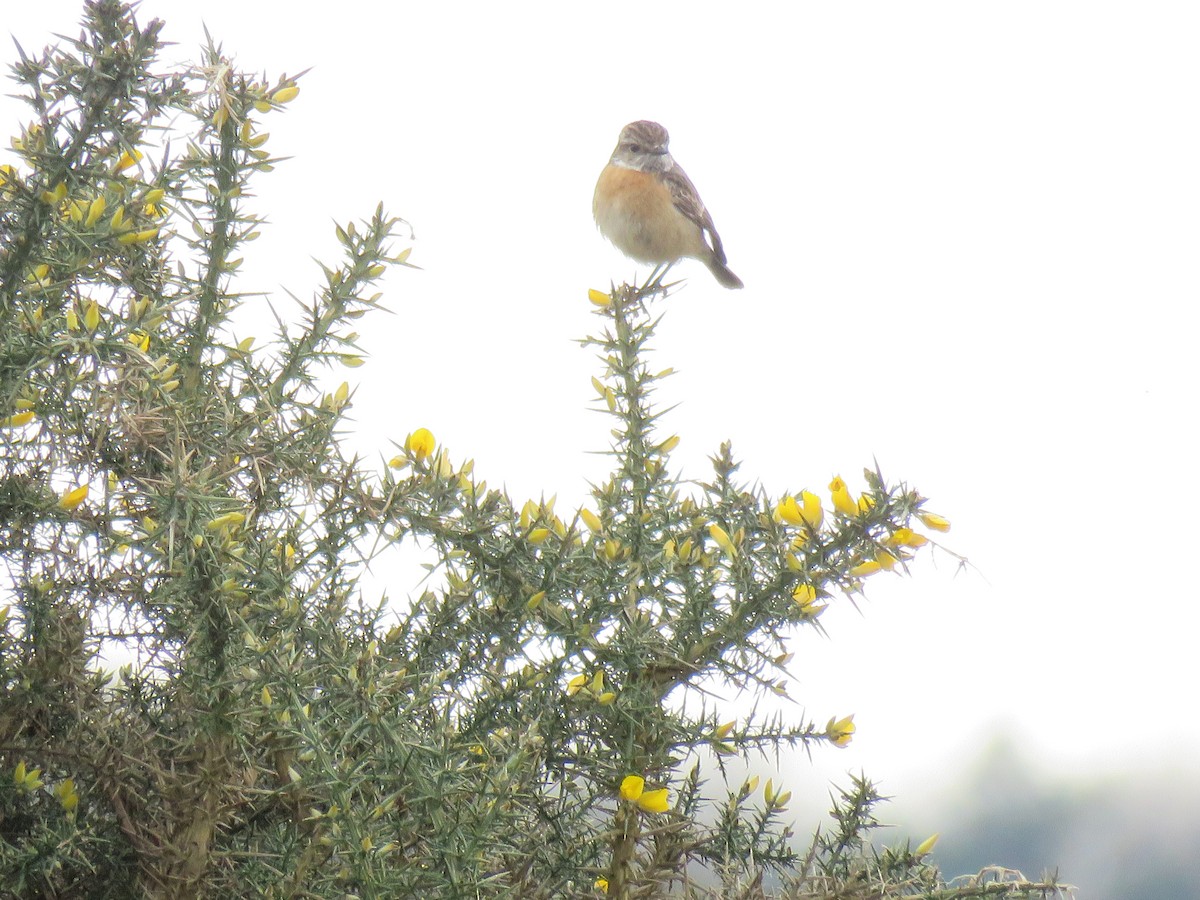 European Stonechat - ML92512201